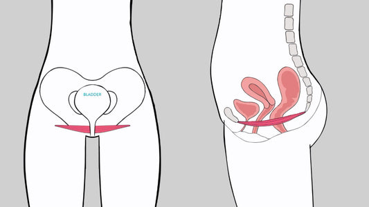 What and Where is the Pelvic Floor?